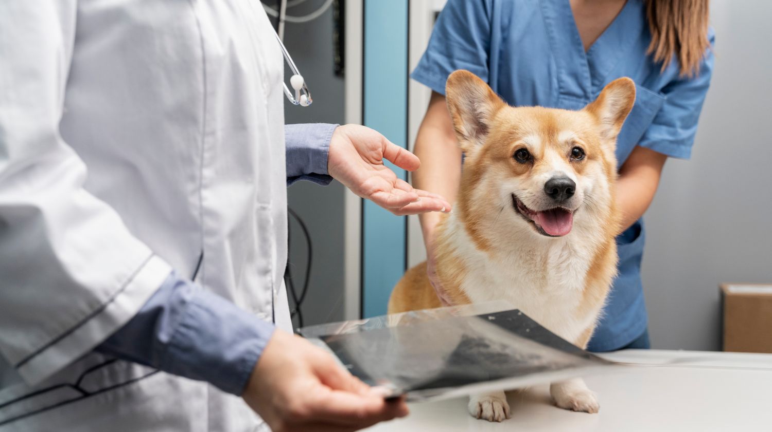 SEO Case Study: How We Grew Organic Clicks 4.4× in 6 Months for a Toronto Veterinary Website